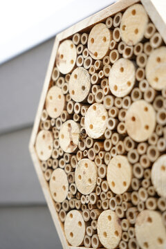 balkonpflanzen und Bienenh&auml;user