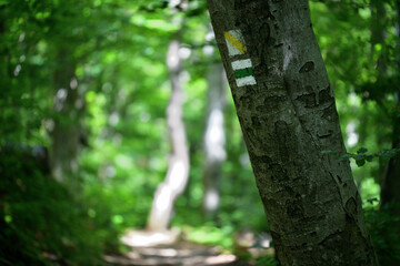 Colorful tourist signs painted with paint on the trees in the forest