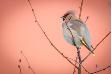 A waxwing sits on a thin branch without leaves with terracotta background and copyspace.