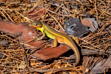 Psammodromus algirus Lizard, Algarve, Portugal 