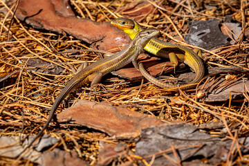 Psammodromus algirus Lizard, Algarve, Portugal 