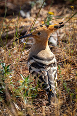 Hoopoe bird, Albufeira, Portugal