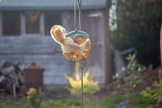 Squirrel holding onto a bird feeder in an garden in Hertfordshire