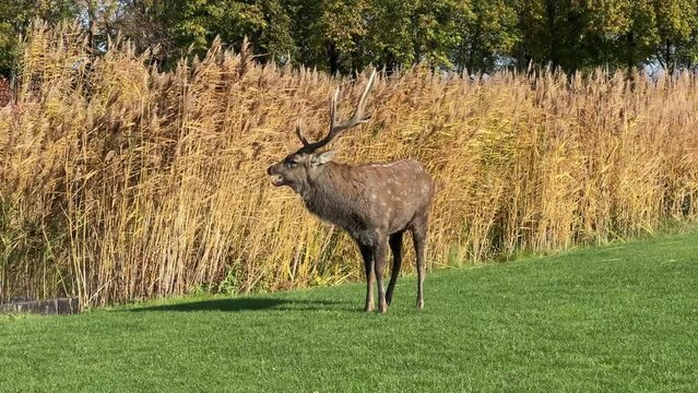 Red deer stands on lawn against the reeds in park