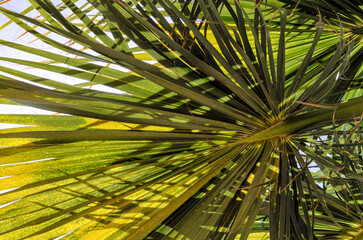 green palm leaves close up
