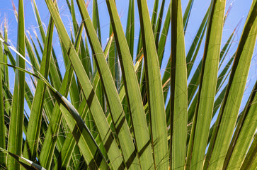 green palm leaves close up