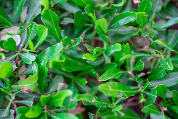 fresh live green plant leaves close up