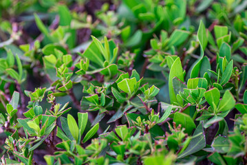 fresh live green plant leaves close up
