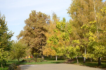 Naklejka premium trees in the park