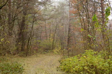 footpath in the woods