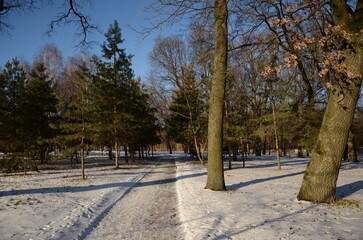 winter in the park