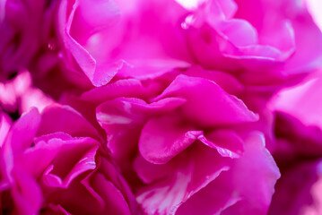 pink rose petals close up