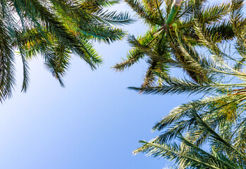 high palm trees pattern on white background