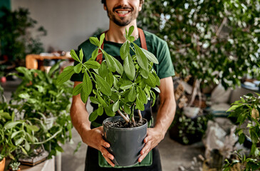 Hobby and business. Crop of happy floral shop owner standing at workplace and holding green synadenium growing in pot. Caucasian man satisfied with natural assortment at store cultivated for selling.