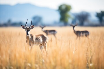 impalas grazing with mountains in the background - obrazy, fototapety, plakaty