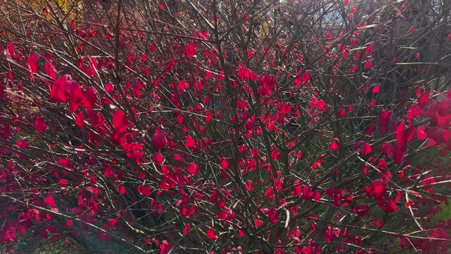 Winged euonymus bush with partly fallen red leaves in park