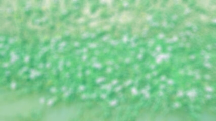 abstract background Morning glory in the irrigation canal gradient green white faded blur thailand, nature, garden, field, flower, spring, plant, meadow, pink, summer, grass, blossom, blue, landscape