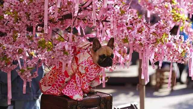 Kawazu Cherry Blossoms and Bulldog wearing a kimono at Sakura Jingu Shrine