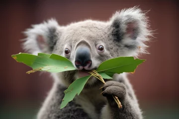 Fototapeten koala bear with a eucalyptus leaf in mouth © studioworkstock