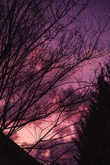 dark tree branches in purple sky