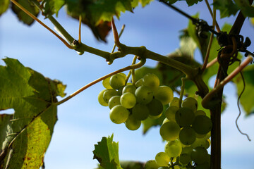 Grapes on the vine sweet