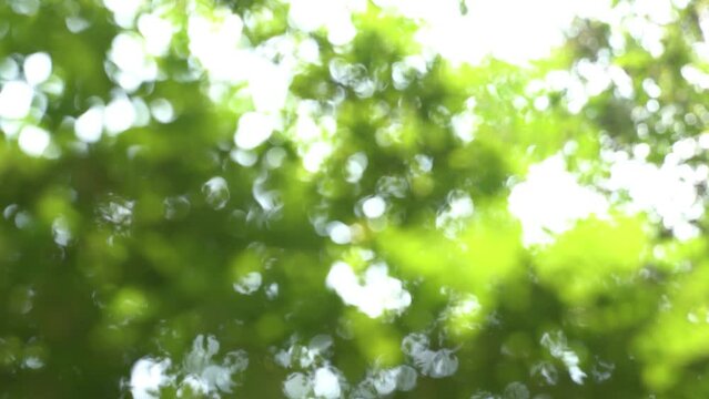 springtime background with real bokeh lights from lush foliage of trees, abstract fresh green nature scene slow motion