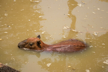 The capybara (Hydrochoerus hydrochaeris) swimming in the mud water with aquatic plants