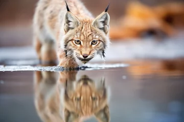 Gordijnen reflection of lynx in icy water © studioworkstock