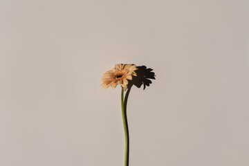 Pastel peachy gerbera flower with aesthetic sunlight shadows on neutral white background. Minimal...