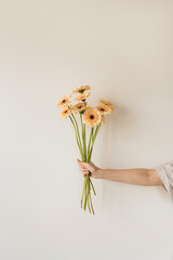 Women's hand holding pastel gerber flowers bouquet over white wall. Aesthetic holiday celebration...