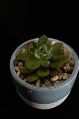 Echeveria Pulidonis in pot isolated on black background