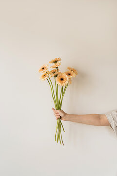 Fototapeta Women's hand holding pastel gerber flowers bouquet over white wall. Aesthetic holiday celebration concept