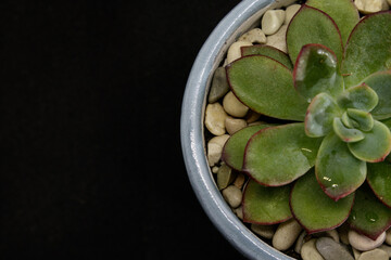 Echeveria Pulidonis in pot isolated on black background