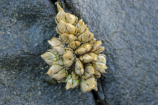 A bunch of pollicipes pollicipes on the stone cracks, also known as the goose barnacle of leaf barnacle.