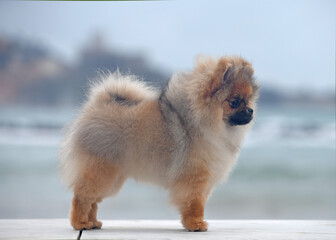 A small Pomeranian Spish puppy stands on a parapet on the seashore in a free stance