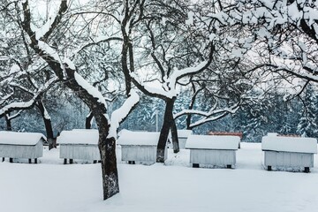 wooden beehives covered snow trees