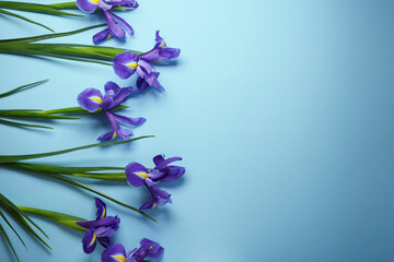 Purple iris flowers on blue background. Top view, flat lay, mockup. Greeting card for Women's Day...
