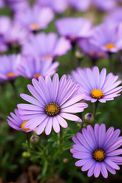 Beautiful purple daisies in the garden, close-up.