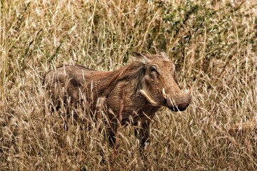 Boar in the wild