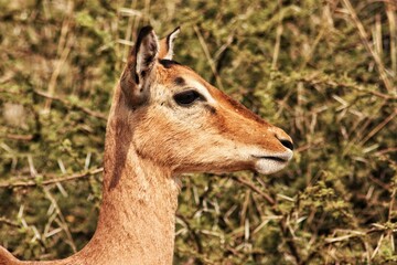 portrait of a buck