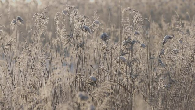 A very calm scene of completely still sables on a very cold Winter day covered in some snow backlit by the Sun