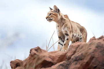 Deurstickers puma surveying territory from rocky outcrop © studioworkstock