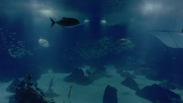 Giant aquarium in Lisbon's oceanarium with several species of fish.