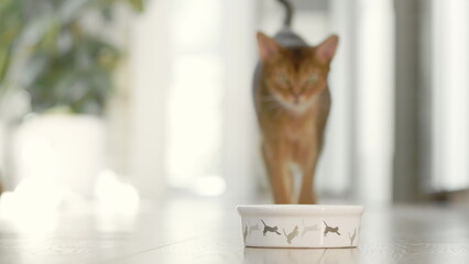 Hungry cute brown cat coming for breakfast to his bowl. Slow motion cat eating dry food on the...