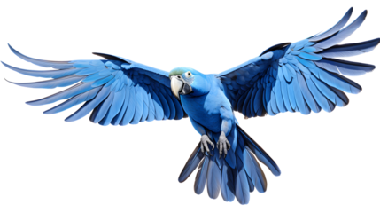 The hyacinth macaw is the largest macaw and flying parrot species. The beautiful blue parrot suffers a lost in population due to pet trade and habitat loss. Isolated on transparent, clipping path
