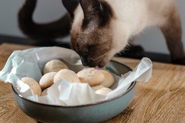 young siamese cat eating fresh baked cookies from the plate on table, pet behaviour and nutrition concept