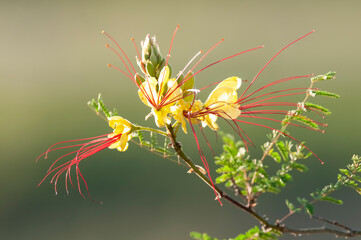 Wild flower in Patagonia, Caesalpinia gilliesii,  La Pampa, Argentina.