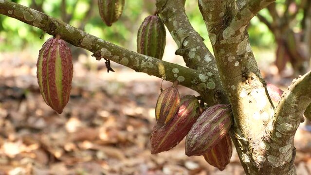 Cocoa fruits on the tree and ready to be harvested
