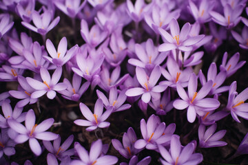 Beautiful purple crocus flowers in the garden in early spring.