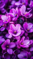 Purple spring flowers close-up macro photography.